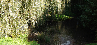 Guêpes – Frelons – Chenilles