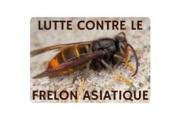 Lutte contre les frelons asiatiques