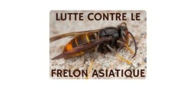 Lutte contre les frelons asiatiques