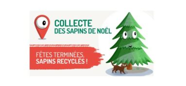 Collecte des sapins de Noël